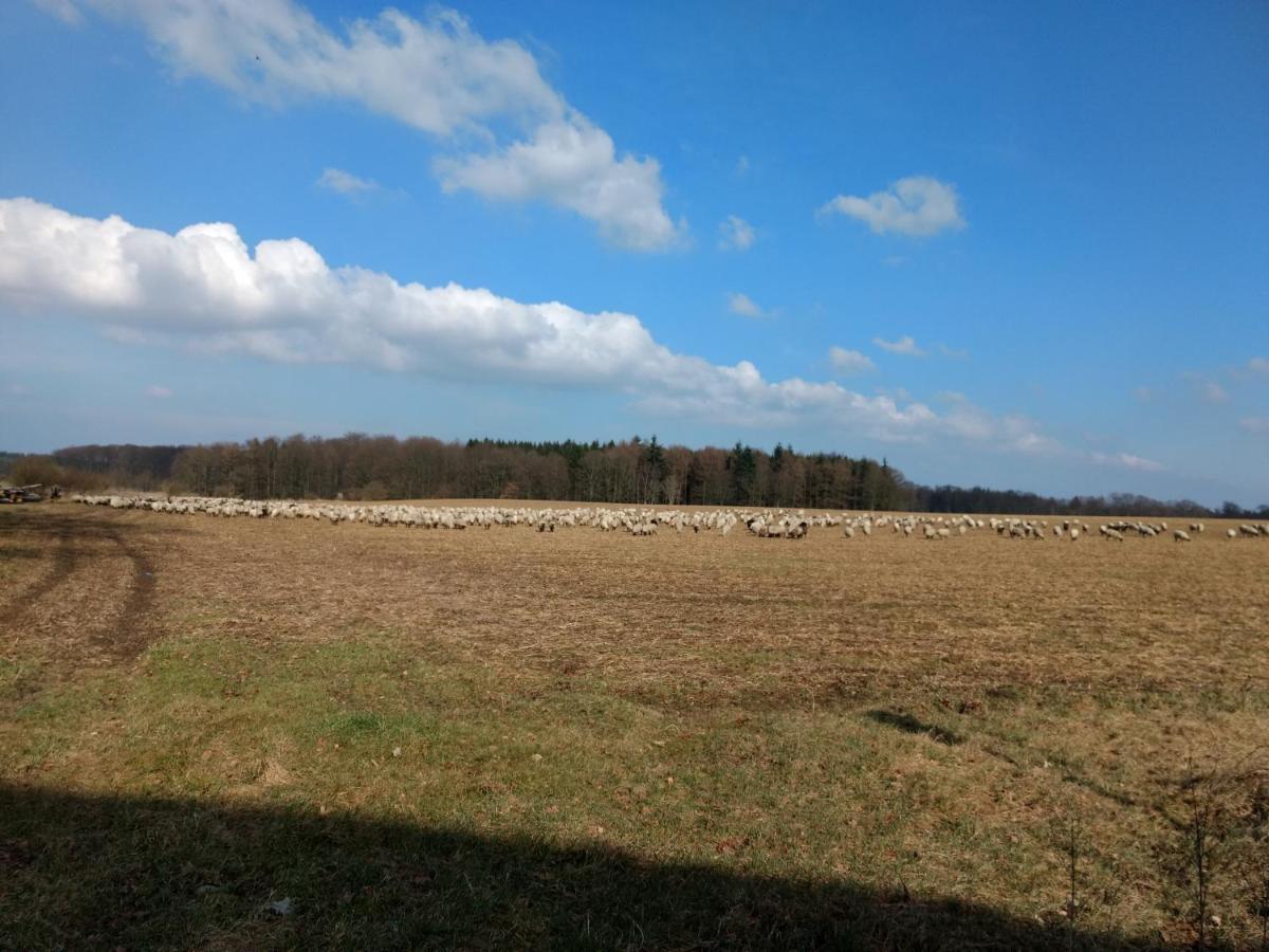 Fewo Haus Patze Betzendorf Extérieur photo